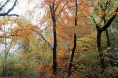 Autumn-Colours-Horner-Woods-13