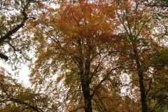 Autumn-Colours-Horner-Woods-14