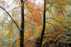 Autumn-Colours-Horner-Woods-15
