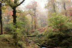 Autumn-Colours-Horner-Woods-16