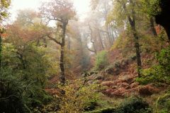 Autumn-Colours-Horner-Woods-17