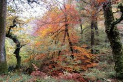 Autumn-Colours-Horner-Woods-18
