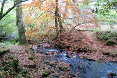 Autumn-Colours-Horner-Woods-19