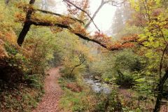 Autumn-Colours-Horner-Woods-2