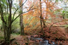 Autumn-Colours-Horner-Woods-20