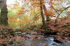 Autumn-Colours-Horner-Woods-21