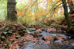 Autumn-Colours-Horner-Woods-22