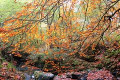 Autumn-Colours-Horner-Woods-23