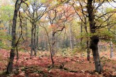Autumn-Colours-Horner-Woods-24