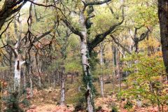 Autumn-Colours-Horner-Woods-25
