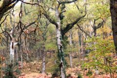Autumn-Colours-Horner-Woods-25