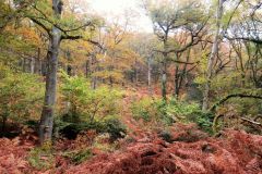 Autumn-Colours-Horner-Woods-26