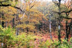Autumn-Colours-Horner-Woods-27