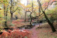 Autumn-Colours-Horner-Woods-28