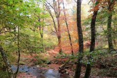 Autumn-Colours-Horner-Woods-29