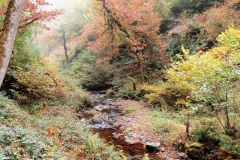 Autumn-Colours-Horner-Woods-3