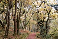 Autumn-Colours-Horner-Woods-30