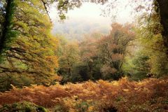 Autumn-Colours-Horner-Woods-31