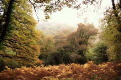 Autumn-Colours-Horner-Woods-32