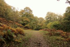 Autumn-Colours-Horner-Woods-33