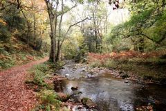Autumn-Colours-Horner-Woods-34