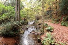 Autumn-Colours-Horner-Woods-35