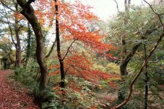 Autumn-Colours-Horner-Woods-36