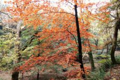 Autumn-Colours-Horner-Woods-37