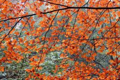 Autumn-Colours-Horner-Woods-38