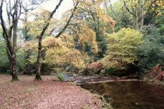 Autumn-Colours-Horner-Woods-39