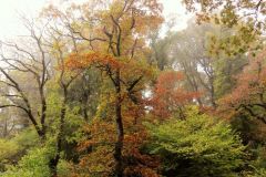Autumn-Colours-Horner-Woods-4