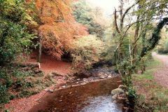 Autumn-Colours-Horner-Woods-40