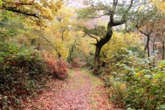 Autumn-Colours-Horner-Woods-5