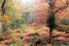Autumn-Colours-Horner-Woods-6
