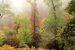Autumn-Colours-Horner-Woods-7