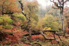 Autumn-Colours-Horner-Woods-8