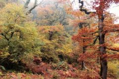 Autumn-Colours-Horner-Woods-9