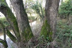 27.-Downstream-from-Bulls-Bridge