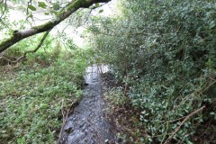 19.-Looking-upstream-from-Aisholt-Footbridge