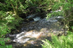 16. Downstream from Radsbury Lane ford (5)