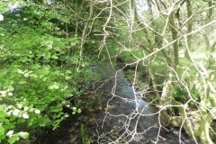 6. Looking downstream from Furzehill Bridge