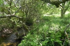 8. Downstream from Furzehill Bridge