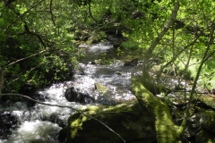9. Upstream from Radsbury Lane (19)
