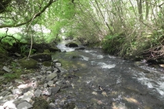 9. Upstream from Radsbury Lane (4)