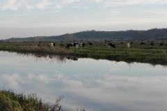 18.-Greylake