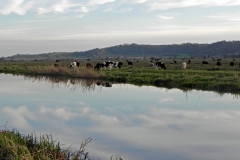 4.-Cattle-upstream-from-Greylake-Bridge.jpg