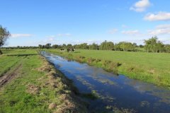 3.-Cows-by-the-Oldbridge-River-on-Goosey-Drove-1