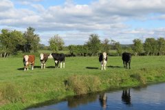 3.-Cows-by-the-Oldbridge-River-on-Goosey-Drove-2