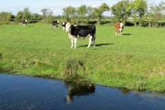 3.-Cows-by-the-Oldbridge-River-on-Goosey-Drove-3