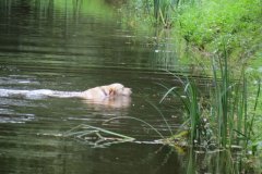 13.-Dog-swimming-near-Manley-Bridge